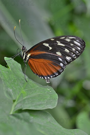 Five-spotted Longwing (Heliconius hecalesia)