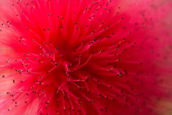 Powderpuff (Calliandra haematocephala)