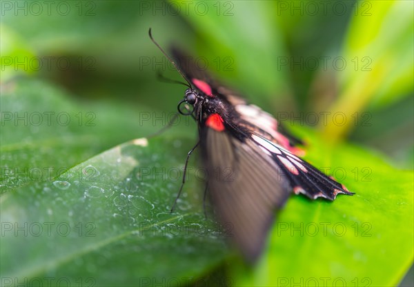 Great Mormon (Papilio memnon)