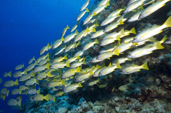 Shoal of Ehrenberg's Snapper or Blackspot Snapper (Lutjanus ehrenbergi)