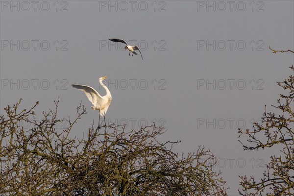 Black-headed Gull (Larus ridibundus) attacking Egret (Ardea alba) on tree