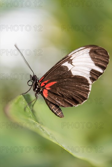 Doris Longwing (Laparus doris)