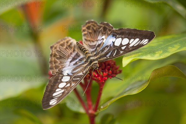 Blue Clipper butterfly (Parthenos sylvia lilacinus)