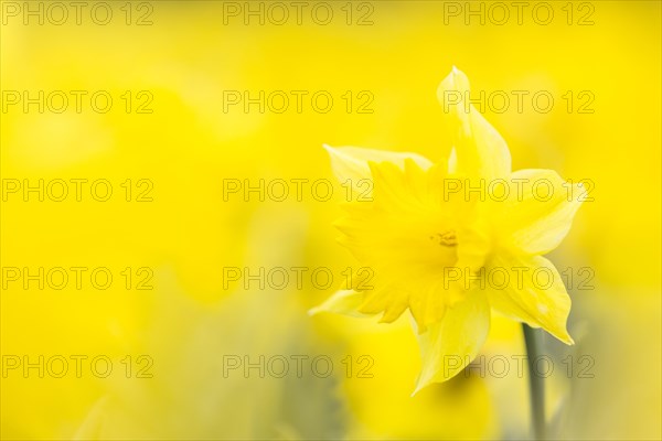 Wild Daffodil (Narcissus pseudonarcissus)