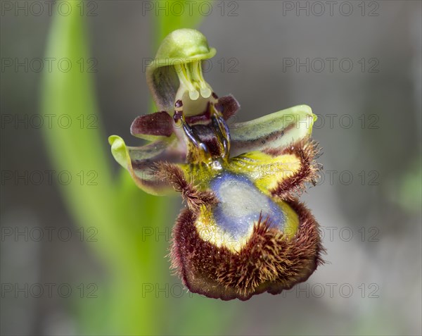 Mirror Orchid (Ophrys speculum)