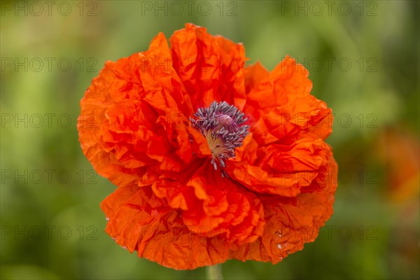 Oriental Poppy (Papaver orientale)