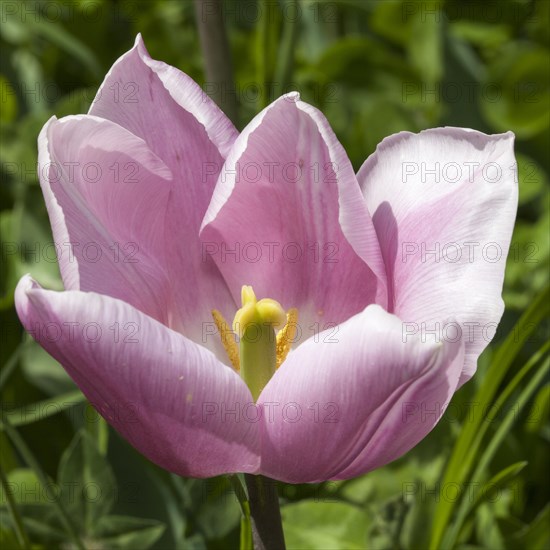 Pink Tulip (Tulipa)