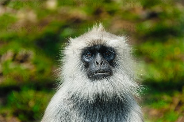 Gray langur (Semnopithecus sp.)