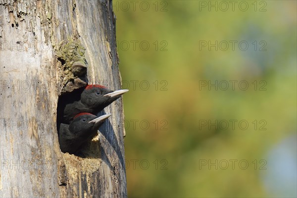 Two Black Woodpeckers (Dryocopus martius)