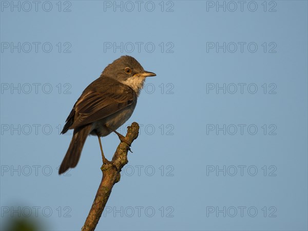 Common Whitethroat (Sylvia communis)