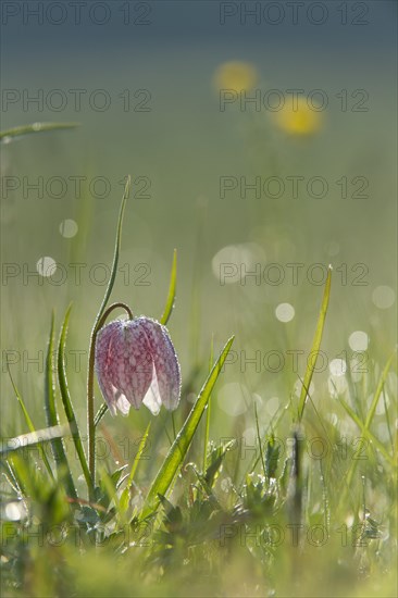 Snake's Head Fritillary or Chess Flower (Fritillaria meleagris)