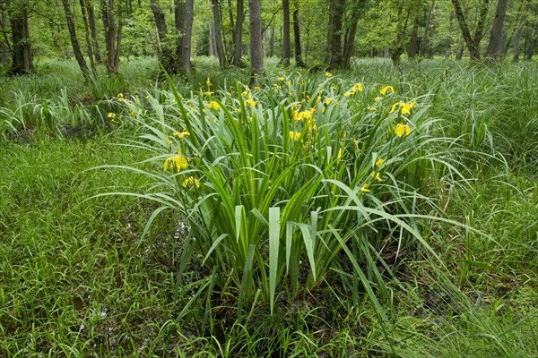 Yellow Iris (Iris pseudacorus)