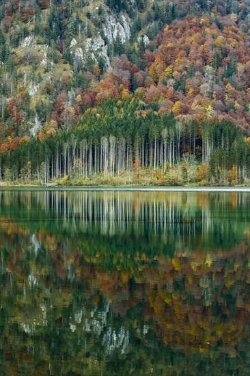 Autumn forest with its reflection in Almsee lake