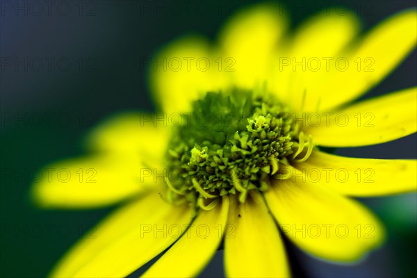 Mexican Creeping Zinnia (Sanvitalia procumbens 'Solaris')