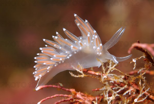 Red-finger Aeolis (Flabellina verrucosa)