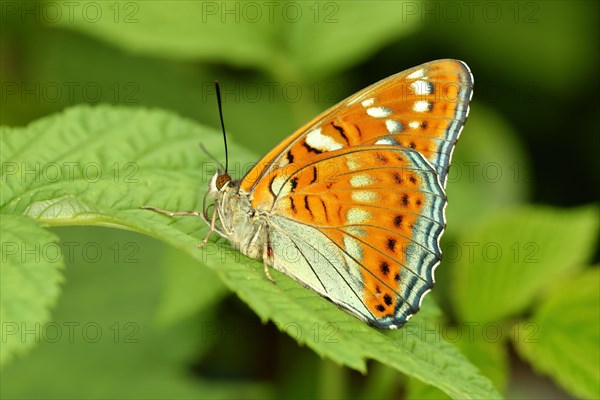 Poplar admiral (Limenitis camilla) sits on leaf