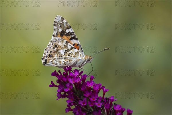 Painted lady (Vanessa cardui) on butterfly-bush (Buddleja davidii)