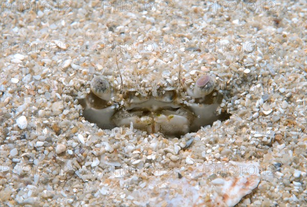 Swimming Crab (Macropipus holsatus)