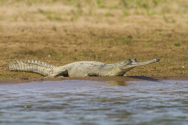 Gharial (Gavialis gangeticus)