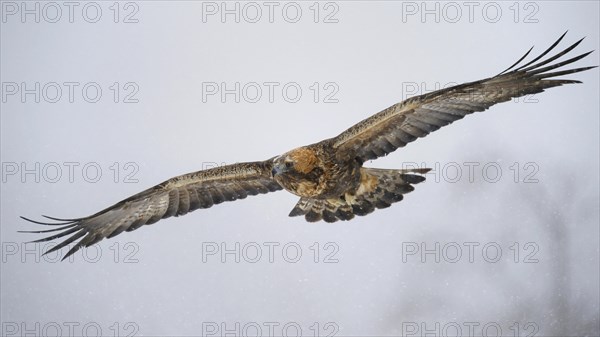 Golden Eagle (Aquila chrysaetos) in flight during snowfall