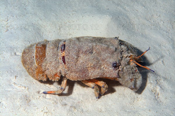 Mediterranean Slipper Lobster (Scyllarides latus)