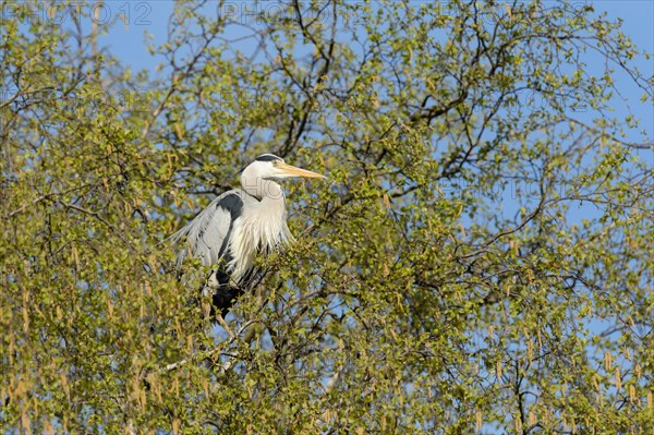 Grey Heron (Ardea cinerea) perched on a birch tree