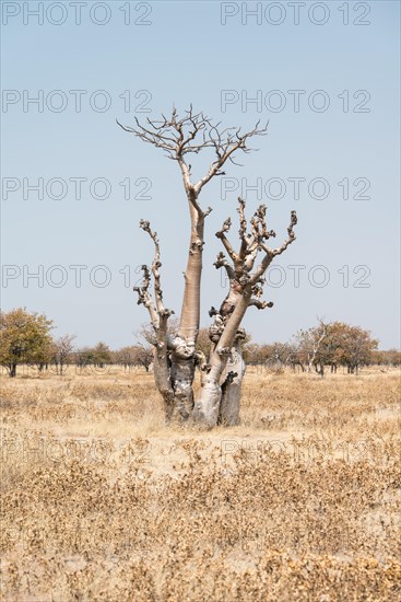 Moringa tree (Moringa ovalifolia)