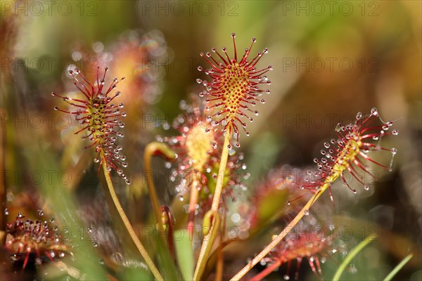 Oblong-leaved sundew (Drosera intermedia) in moor