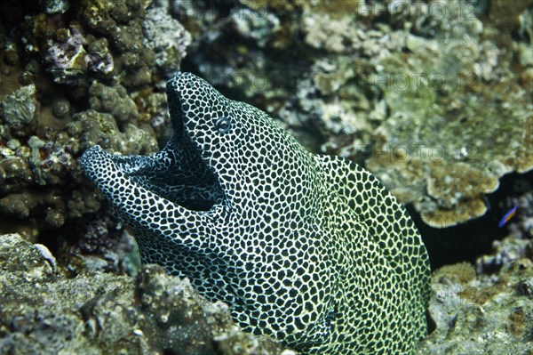 Laced Moray (Gymnothorax favagineus)