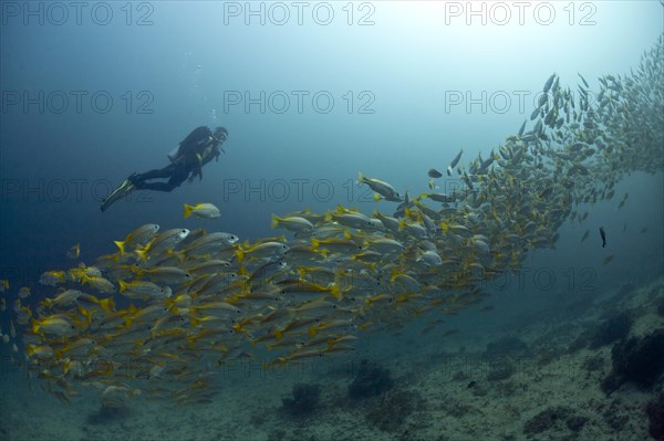 Scuba diver with a school of Yellowtail Snapper (Ocyurus chrysurus)