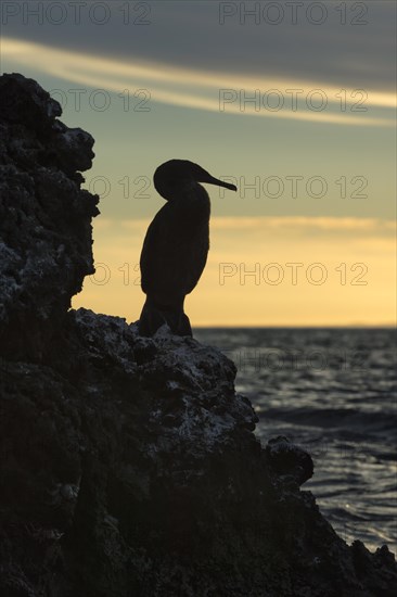 Flightless Cormorant (Phalacrocorax harrisi) at dusk