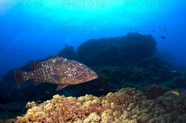 Dusky Grouper or Merou (Epinephelus marginatus)