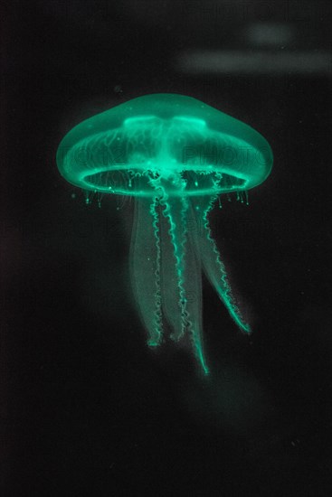 Moon Jellyfish (Aurelia aurita) in coloured light