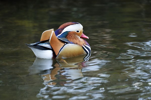 Mandarin Duck (Aix galericulata)