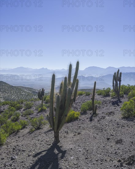 View from a mountain pass onto the barren landscape with Copao Cacti (Eulychnia acida Phil.)