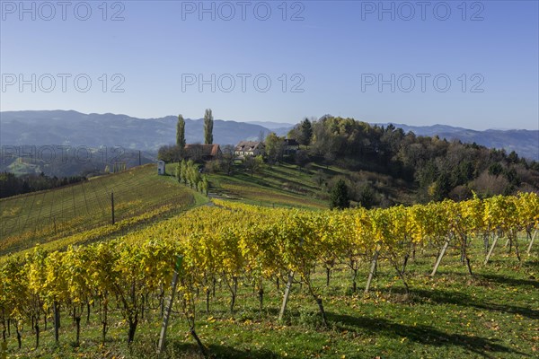 Autumnal vineyard