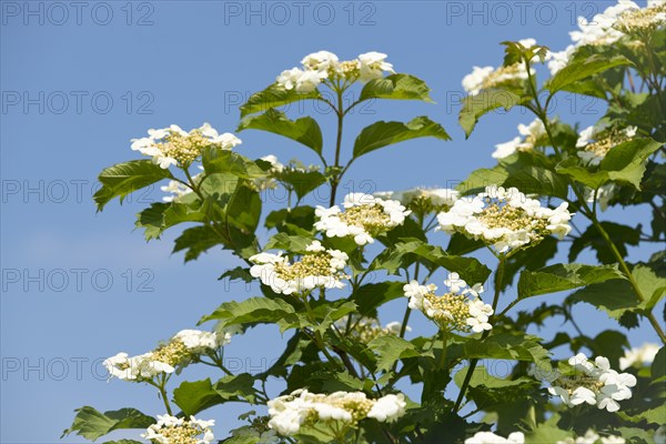 Guelder Rose