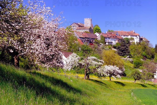 Townscape with flowering fruit trees
