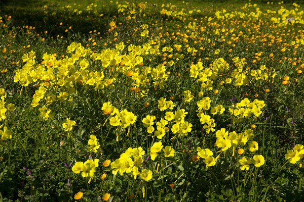 Bermuda Buttercups (Oxalis pes-caprae) flowering on meadow