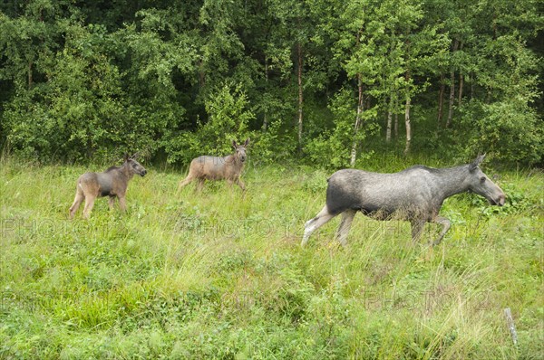 European elk (Alces alces)