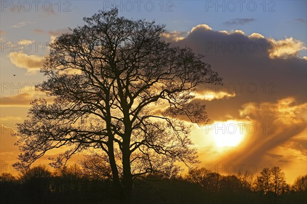 Silhouette of a tree against a cloudy sky at sunset