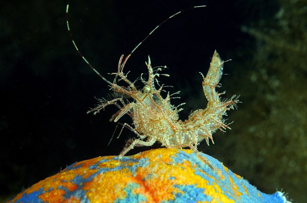 Sharps Shrimp (Rhynocrangon sharpi)