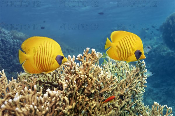 Bluecheek butterflyfish (Chaetodon semilarvatus)