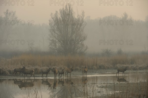 Red Deer (Cervus elaphus) in the morning fog