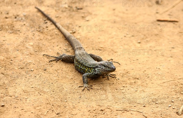 Tenerife Lizard (Gallotia galloti)