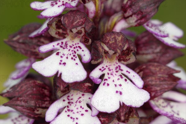 Lady Orchid (Orchis purpurea)