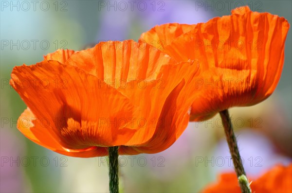 Oriental Poppy (Papaver orientale)