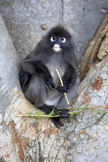 Dusky Leaf Monkey or Southern Langur (Trachypithecus obscurus)