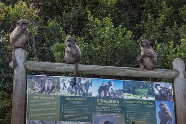 Young Chacma Baboons (Papio ursinus) on information sign on proper behaviour