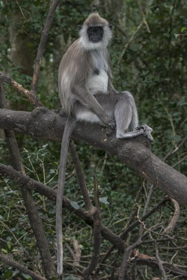 Northern Plains Gray Langur (Semnopithecus entellus)